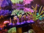 Koraal stekken SPS / LPS zeeaquarium., Dieren en Toebehoren, Overige typen, Zoutwatervis