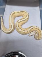 50% Diverse koningspythons ballpython python regius morphs, Slang, 0 tot 2 jaar