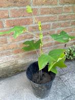 Te koop: Liriodendron tulipifera, boom, Halfschaduw, Overige soorten, Minder dan 100 cm, Ophalen