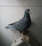 Kleurpostduiven 2025, Dieren en Toebehoren, Meerdere dieren, Overige soorten