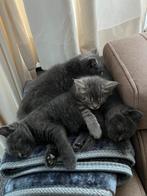 Lieve kittens te koop. Kwart (maine coon en britse langhaar), Dieren en Toebehoren, Katten en Kittens | Raskatten | Langhaar, Meerdere dieren
