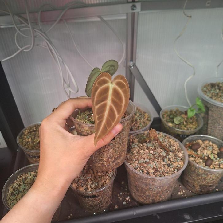 Kleine anthurium regale chonk cutting, Huis en Inrichting, Kamerplanten, Minder dan 100 cm, Halfschaduw, Ophalen of Verzenden