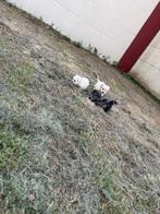 Leuke boomer pups, 7 weken., Dieren en Toebehoren, Honden | Chihuahua's en Gezelschapshonden, Rabiës (hondsdolheid), 8 tot 15 weken