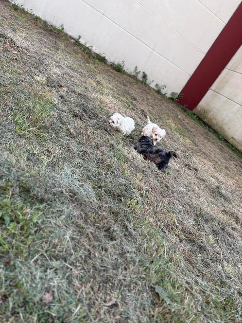 Leuke boomer pups, 7 weken., Dieren en Toebehoren, Honden | Chihuahua's en Gezelschapshonden, Particulier, Meerdere, Nederland
