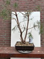 Pre Bonsai Yamadori Grove Den Pinus Sylvestris #1, Tuin en Terras, Minder dan 100 cm, Overige soorten, Ophalen