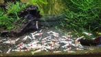 Caridina garnalen Crystal Red PRL hoge gradatie, Dieren en Toebehoren, Kreeft, Krab of Garnaal, Zoetwatervis, Schoolvis
