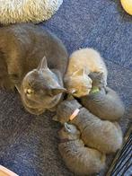 Prachtige Britse korthaar kittens  ✨🐱, Dieren en Toebehoren, Katten en Kittens | Raskatten | Korthaar, Meerdere dieren, Ontwormd