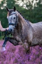 Allround C pony te koop, Dieren en Toebehoren, Gechipt, Ruin, Springpony, Zadelmak