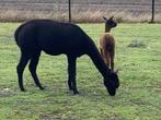 Zwarte alpaca merrie met donkerbruine cria aan de voet, Dieren en Toebehoren, Overige Dieren, September, Meerdere dieren