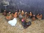 Groep 16 Wyandottes, Krielen, Dieren en Toebehoren, Meerdere dieren, Kip