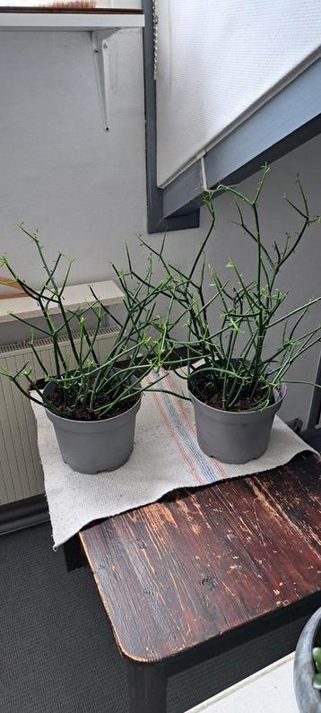 2 mooie potloodplanten beschikbaar voor biedingen