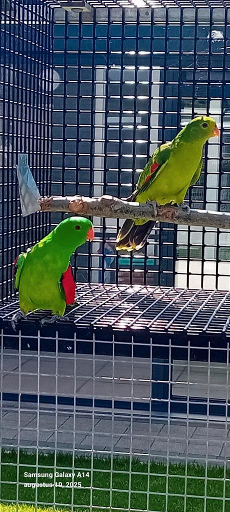 Roodvleugels parkiet, Dieren en Toebehoren, Vogels | Parkieten en Papegaaien, Parkiet, Mannelijk, Geringd
