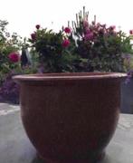 Grote oud Hollandse terracotta kwaliteit bloempotten uniek, Tuin en Terras, Bloempotten, 40 cm of meer, Rond, Zo goed als nieuw