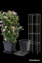 plantensteun voor klimplanten jasmijn clematis rozen hedera, Overige soorten, Vaste plant, Ophalen of Verzenden, Halfschaduw