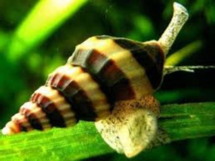 Hobbyaquarium Helena slakken / slak etende slakken, Dieren en Toebehoren, Vissen | Aquariumvissen, Zoetwatervis, Slak of Weekdier