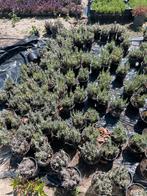lavendel, Tuin en Terras, Planten | Tuinplanten, Volle zon, Vaste plant, Zomer, Ophalen