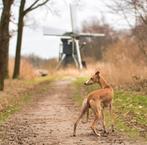 Hondenoppas /dagopvang/vakantie