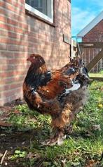 Brahma Kippen  Porselein Haan + Hen 21 weken, Dieren en Toebehoren, Pluimvee, Meerdere dieren, Kip
