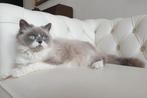 Selkirk rex X ragdoll poes, Dieren en Toebehoren, Poes, Gechipt