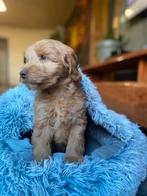 F3 Labradoodle doodle pups Labrador, Dieren en Toebehoren, Honden | Retrievers, Spaniëls en Waterhonden, Overige rassen, 8 tot 15 weken