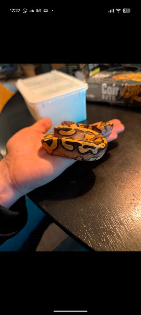 Ball python met terrarium en toebehoren, Dieren en Toebehoren, Reptielen en Amfibieën, Slang, Met terrarium