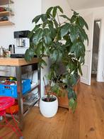 Grote kamerplant incl. pot Schefflera/Vingersboom te koop, Huis en Inrichting, Kamerplanten, Ophalen, Overige soorten, Halfschaduw