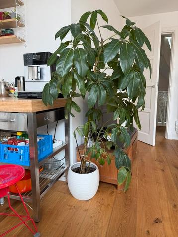 Grote kamerplant incl. pot Schefflera/Vingersboom te koop beschikbaar voor biedingen