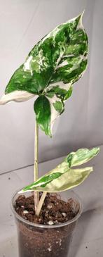Syngonium Albo Variegata, Huis en Inrichting, Kamerplanten, Overige soorten, Minder dan 100 cm, Groene kamerplant, Halfschaduw