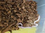Pantherophis obsoleta lindheimeri Texaanse rattenslang, Dieren en Toebehoren, Reptielen en Amfibieën, Slang, 0 tot 2 jaar