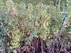 28 grootbladige portugese laurier 150 cm € 100,00, Ophalen, Laurier, Haag, 100 tot 250 cm