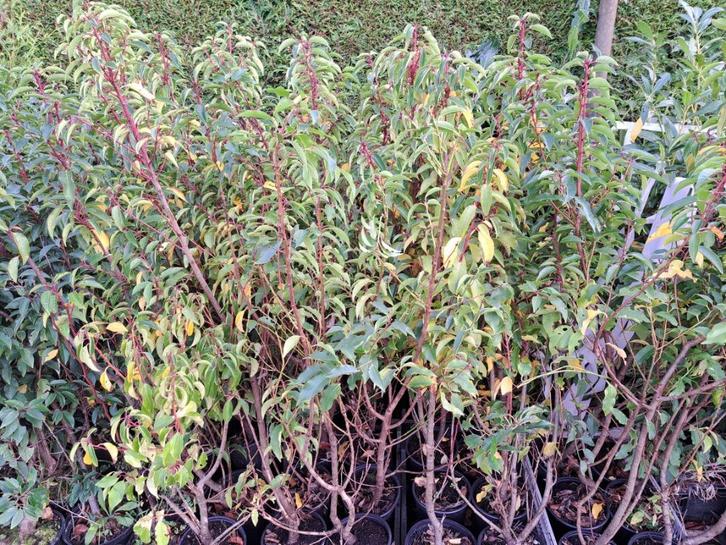 28 grootbladige portugese laurier 150 cm € 100,00, Tuin en Terras, Planten | Struiken en Hagen, Haag, Laurier, 100 tot 250 cm