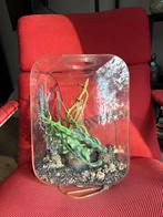 BiOrb Life aquarium 15L, Dieren en Toebehoren, Ophalen, Gebruikt, Gevuld zoetwateraquarium