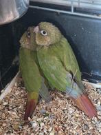 Jonge pyrhurra's, Geslacht onbekend, Parkiet, Geringd