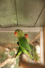 2x agapornis Taranta man 2025, Dieren en Toebehoren, Mannelijk, Dwergpapegaai of Agapornis, Geringd