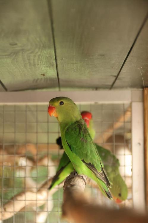 2x agapornis Taranta man 2025, Dieren en Toebehoren, Vogels | Parkieten en Papegaaien, Dwergpapegaai of Agapornis, Mannelijk, Geringd