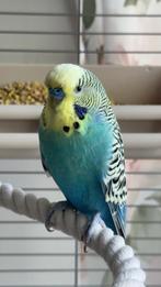 Prachtig Grasparkiet Regenboog Man, Dieren en Toebehoren, Vogels | Parkieten en Papegaaien, Mannelijk, Parkiet