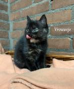 5 onwijs lieve en sociale kerst kittens, Dieren en Toebehoren, Meerdere dieren, Kortharig, 0 tot 2 jaar