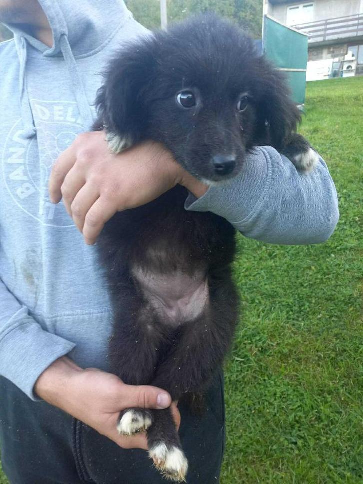 Bethany – klein zonnetje zoekt een warm thuis, Dieren en Toebehoren, Honden | Niet-rashonden, Middel, Teef, Particulier, Eén hond