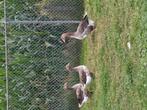 Mooi trio ganzen, Meerdere dieren, Gans of Zwaan