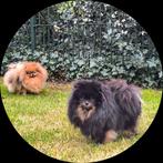 Pomeranian/Pomeriaan/Dwergkees/Teefje/FCI Stamboom, Dieren en Toebehoren, Honden | Poolhonden, Keeshonden en Oertypen, Rabiës (hondsdolheid)