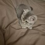 Britse korthaar ras kittens met stamboom, Meerdere dieren, Kortharig, 0 tot 2 jaar