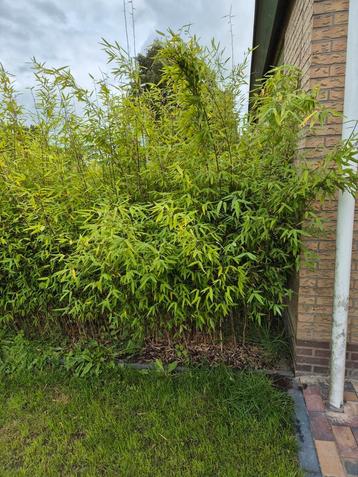 Bamboe fargesia winter joy beschikbaar voor biedingen