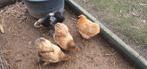 3 cochin krielhen en 1 cochin kriel haan, Dieren en Toebehoren, Pluimvee, Meerdere dieren, Kip