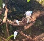 Slanke knobbelhoren €0.40 per stuk, 15=€5, 30=9 & 60=€15, Dieren en Toebehoren, Slak of Weekdier