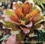 Prachtige Bromelia's, ruime keus, Ophalen of Verzenden, Overige soorten, In pot, Minder dan 100 cm