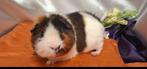 Us teddy cavia, Dieren en Toebehoren, Knaagdieren, Cavia, Mannelijk, November, Tam
