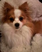 Super lief Pomchi meisje zoekt warm mandje!, Dieren en Toebehoren, Honden | Chihuahua's en Gezelschapshonden, Rabiës (hondsdolheid)