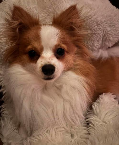 Super lief Pomchi meisje zoekt warm mandje!, Dieren en Toebehoren, Honden | Chihuahua's en Gezelschapshonden, Chihuahua, Particulier