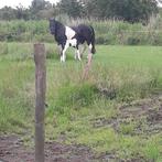 Barock pinto merrie (4)  met merrieveulen, Dieren en Toebehoren, Merrie