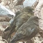 2bastaart kanaries poppen 10 euro per stuk, Dieren en Toebehoren, Vogels | Overige Vogels, Vrouwelijk